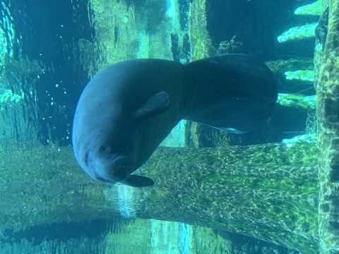 a manatee floating in a tank