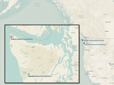 A map highlighting the Olympic Peninsula of Washington with pins on the Makah and Quinault National Fish Hatcheries
