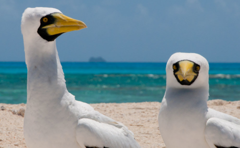 Two masked boobies sit near each other on the beach. The ocean is in the background.