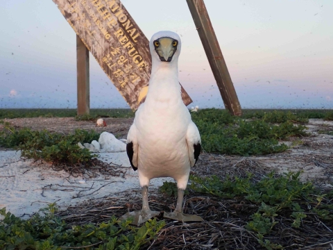 A masked booby stares directly into the camera while standing on a beach with a refuge sign behind it.