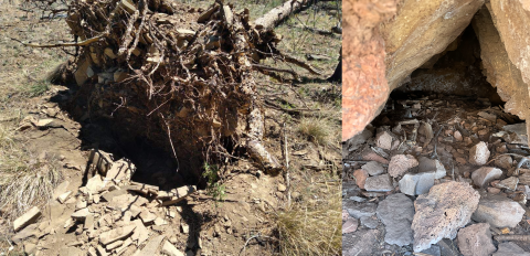 Side by side photos of wolf dens. On the left is a den dug under a fallen tree and on the right is a den under rocks.