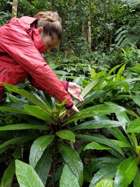 A person in a red jacket with a rare Cyanea plant in a wet forest surrounded by other green plants.