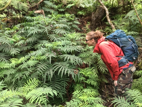 A person in a red jacket looking at a bunch of rare Cyanea plants