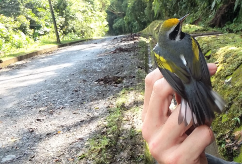 Male golden winged warbler with a Motus nanotag