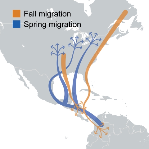 North American migratory song bird migration map