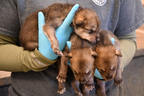 A biologist holds three Mexican wolf pups