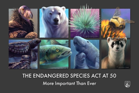 A poster of 8 endangered species portraits, including the black-footed ferret, West Indian manatee, Atlantic salmon, Kemp's ridley turtle, California condor, rusty-patched bumble bee, polar bear and Ka`u silversword. The text at the bottom says "The endangered species act at 50: More important than ever." 