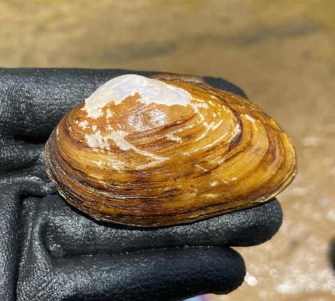 Photo of a freshwater mussel, which is important to clean water supplies as they filter unhealthy particles from waterways.