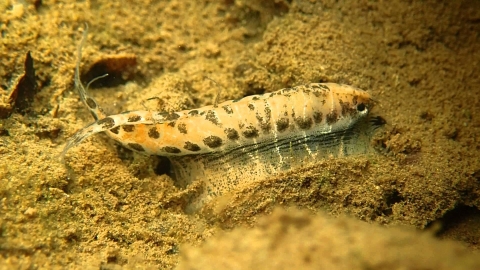 Photo of freshwater mussel mimicking a minnow to lure bass into coming close enough for baby mussels to attach to the fish as a host.