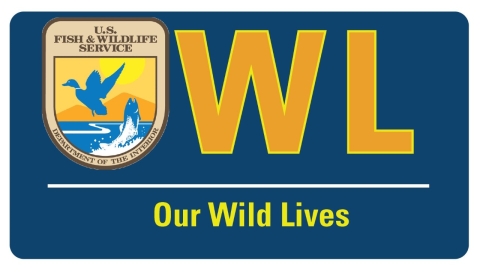The "Our Wild Lives" series highlights the work of U.S. Fish and Wildlife Service employees in the Southeast Region. 