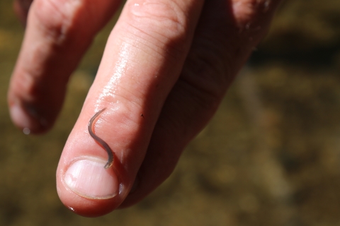 A very small worm-like creature is pictured on a man's finger.
