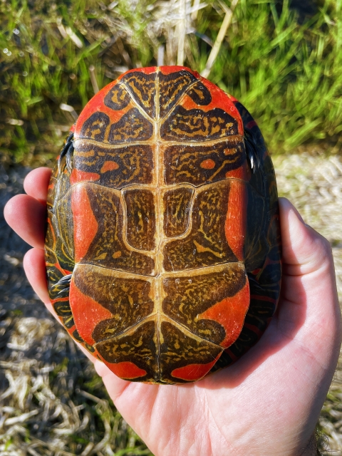 A painted turtle being held by a FWS biologist 