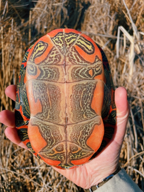 A painted turtle being held by a FWS biologist 