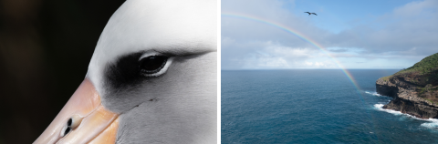 On the left is a close-up of the mōlī (Laysan albatross) eye and on the right is an ‘iwa (great frigatebird) soaring over a rainbow. Photo Credit: Laurel Smith/USFWS