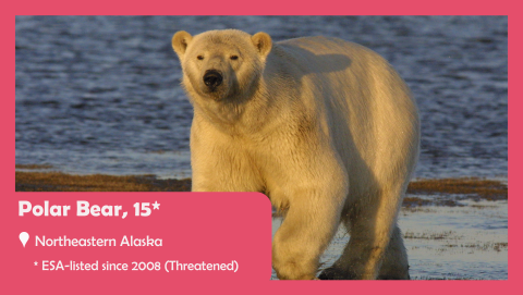 Picture of a polar bear walking along the shore. Text reads: polar bear, located in northeastern Alaska, ESA-listed since 2008. 