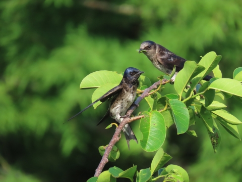 Two birds sit on a branch