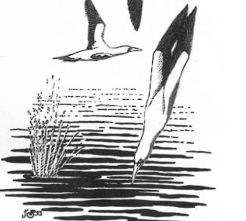 A black and white illustration depicting the feeding behavior of masked boobies. They feed by flying over water, narrowing their wings, and diving in.
