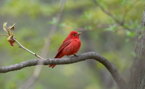 A bright red male summer tanager perches on a tree limb in the forest. 