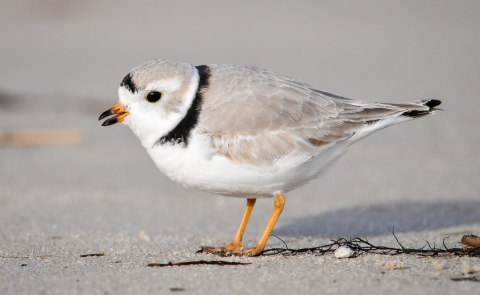 A piping plover stands on the beach.