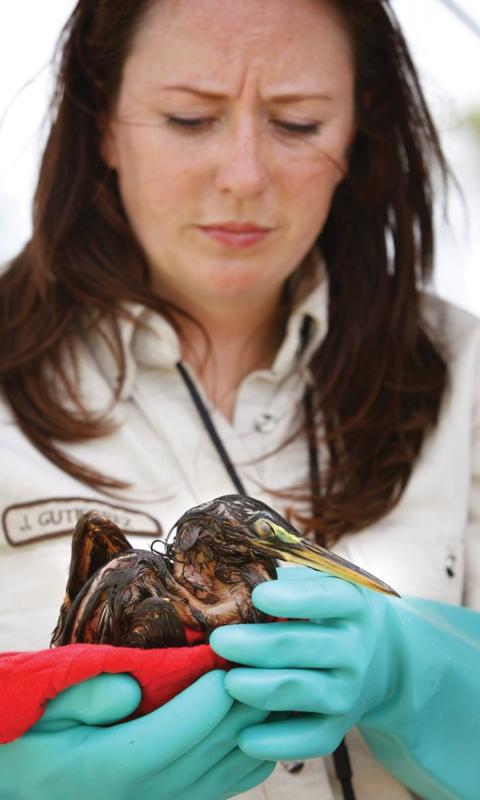 Juliette Fernandez looks down at her hands with concern as she holds a small gannet covered in oil. This bird was injured due to the Deepwater Horizon Oil Spill. 