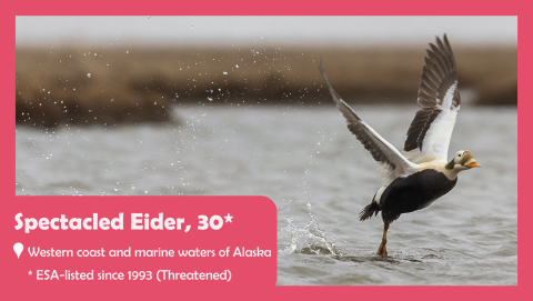 A spectacled eider takes flight. The text reads Spectacled eider. ESA-Listed for 30 years. Threatened. Located on the western coast and marine waters of Alaska. 