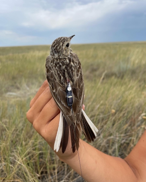 Sprague's Pipit in a persons hand with a nanotag used for Motus tracking attached to its back