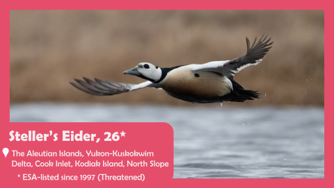 A steller's eider in flight. Text reads: Steller's eider, 26. Located in the aleutian islands, yukon-kuskokwim delta, cook inlet, kodiak island, and north slope. ESA-listed since 1997 as threatened. 