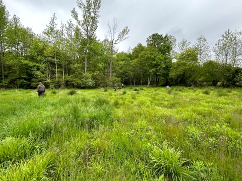 Four people search for turtles in a wet meadow bordered by tress