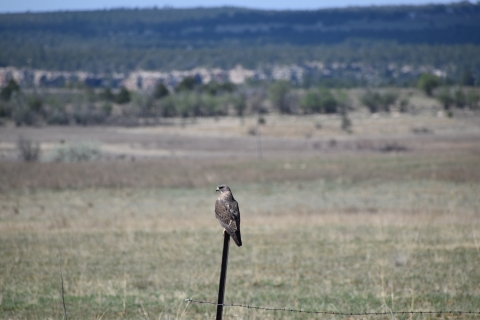 Swanson's Hawk sitting on post