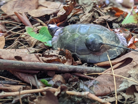A turtle with a transmitter attached to its shell