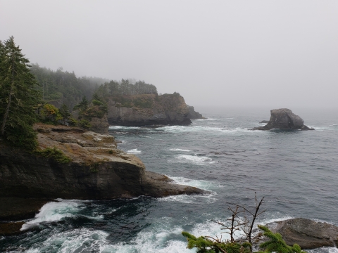 A misty view of a rocky ocean shore with trees. The water is foaming against the rocks.