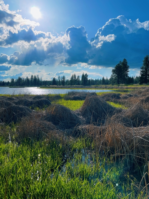 Lare billowy clouds provide partial shade over a lush green wetland. Tall pines are visible in the distance.
