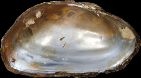 Uwharries Elktoe Inner Shell