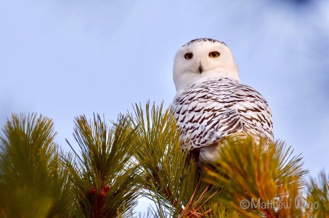 Image of snowy owl in pine