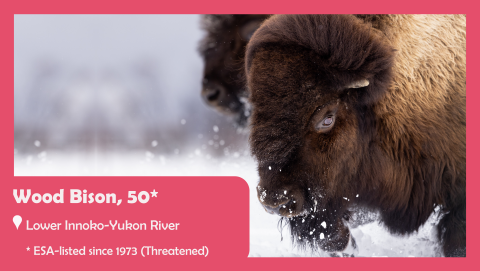 Picture of a wood bison's large head. Text reads: wood bison, 50. Located in the lower innoko-yukon river. ESA-listed since 1973 (threatened). 