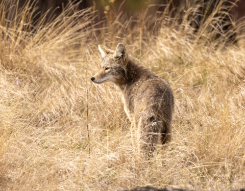 A coyote stands in a field, its back to the viewer but head turned to the left
