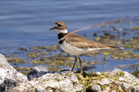 A killdeer bird stands on a rock next to some water