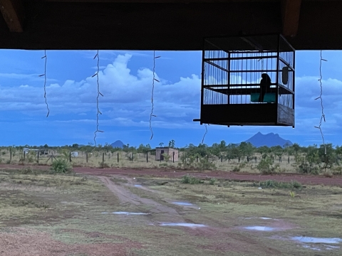 A bird cage suspended in front of a window looking over a savanna with mountains in the distance.