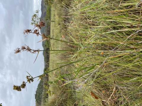 Seed pods on a plant in a grassland