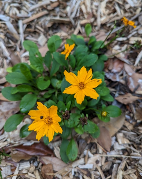 Two yellow flowers with green leaves behind them.