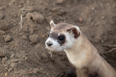A black-footed ferret peeks out from a burrow entrance