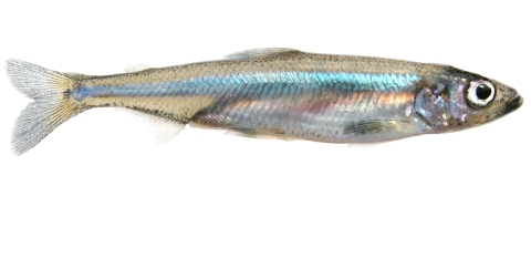 a small silvery fish