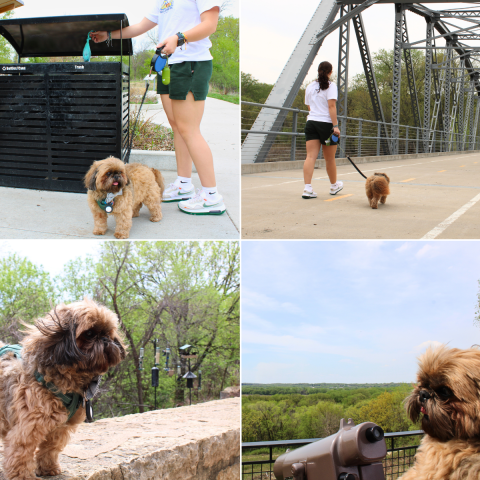 A collage of four photos, first image shows a person throwing a dog poop bag in the trash, second image is of a person walking their dog with a leash on a bridge, third image is a dog standing a distance from bird feeders, and fourth image is a dog next to a spotting scope watching the tree tops.