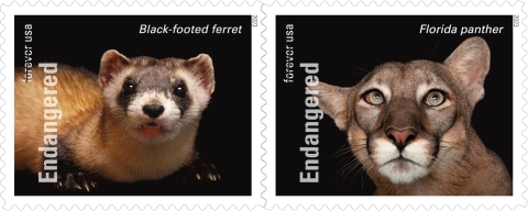 2 ESA stamps: On left side of stamps, text reads "Forever USA," with forever crossed out and "Endangered"; stamp n left Black-footed ferret with name above; on right Florida panther with name above 