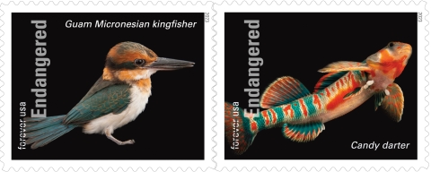 2 ESA stamps: On left side of stamps, text reads "Forever USA," with forever crossed out and "Endangered"; stamp n left is small colorful bird w/ text above " Guam Micronesian kingfisher" right stamp has colorful fish with text below "candy darter"