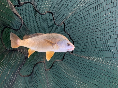 a tan fish with orange fish in a net