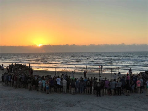 People gathered on the beach at dawn for a public Kemp's ridley hatchling release.