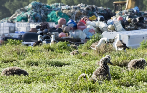 Albatross on Midway Atoll surrounded by marine debris.