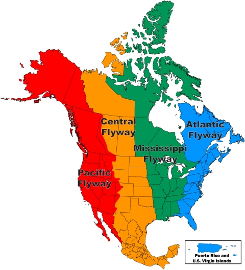 Four colors break up a map of North America in vertical columns. The red column indicates the Pacific flyway. The yellow column indicates the Central flyway. The green column is the Mississippi flyway. The blue column is the Atlantic flyway.