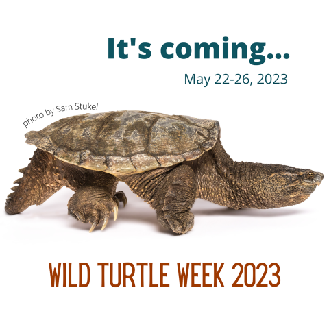 Across a white background, a large snapping turtle seen from the side, with large claws and an elongated neck. Above it and to the right, text reads ‘It’s coming…May 23-27, 2022” To the left, in small text, reads ‘photo by Sam Stukel’. Below the turtle, text reads ‘Wild Turtle Week 2022’